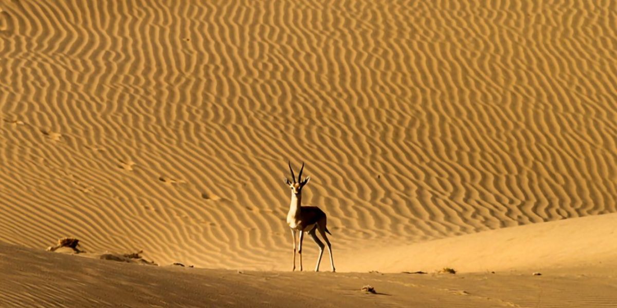 desert-national-park